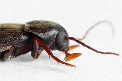 Serropalpus barbatus