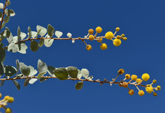 Acacia retivenea
