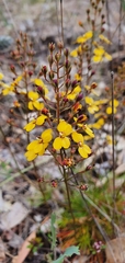 Stylidium diuroides