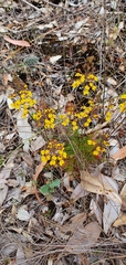 Stylidium diuroides