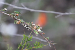 Philobota impletella