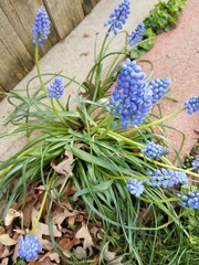 Muscari armeniacum
