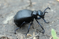 Meloe brevicollis