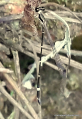 Protosticta gravelyi