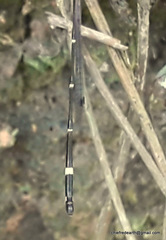 Protosticta gravelyi