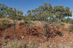 Acacia retivenea