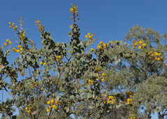 Acacia retivenea