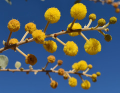 Acacia retivenea