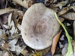 Lactarius circellatus