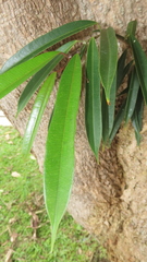 Ficus maclellandii