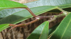 Ficus maclellandii