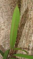 Ficus maclellandii