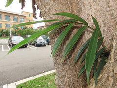 Ficus maclellandii