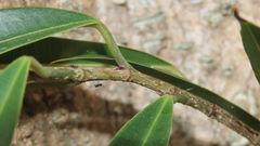 Ficus maclellandii