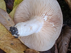 Lactarius circellatus