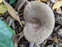 Lactarius circellatus