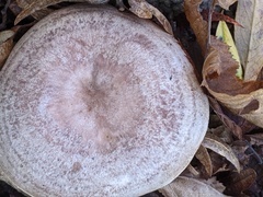 Lactarius circellatus