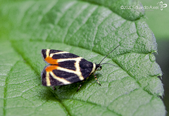 Hemerophila felis