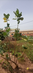 Calotropis procera image