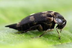 Variimorda villosa