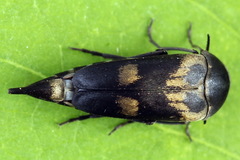 Variimorda villosa