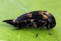 Variimorda villosa