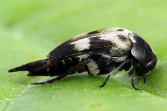 Variimorda villosa