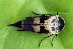 Variimorda villosa