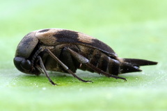 Variimorda villosa