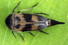 Variimorda villosa
