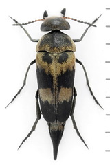 Variimorda villosa