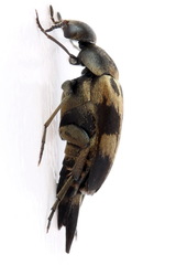 Variimorda villosa