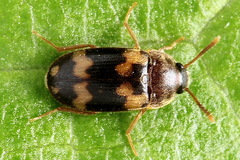 Mycetophagus piceus