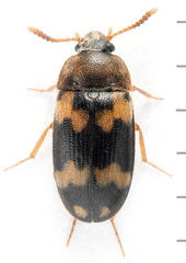 Mycetophagus piceus