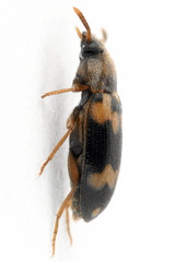 Mycetophagus piceus
