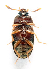Mycetophagus piceus
