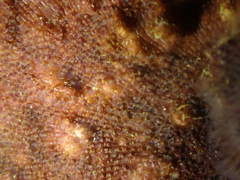 Schizoporella errata