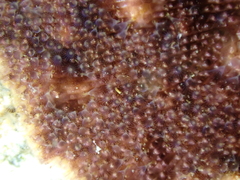 Schizoporella errata