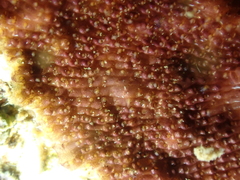 Schizoporella errata