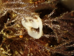 Polycera hedgpethi