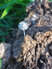 Fungi