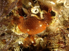 Watersipora subatra