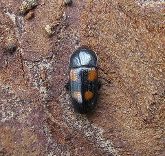 Ipidia binotata