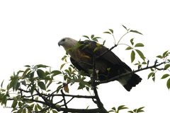 Haliaeetus leucoryphus