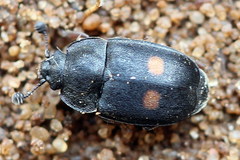 Nitidula bipunctata