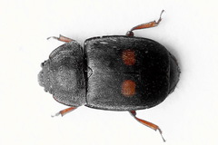 Nitidula bipunctata