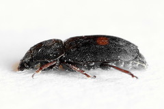 Nitidula bipunctata