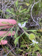 Ricinocarpos pinifolius