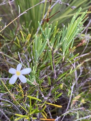 Ricinocarpos pinifolius