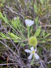Ricinocarpos pinifolius